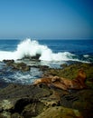 Wave Smashing Behind Sea Lions Royalty Free Stock Photo