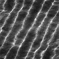 Wave pattern. Abstract vector background. Texture for your design Royalty Free Stock Photo