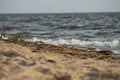 Wave rolling on the sandy shore of the Black Sea, Ukraine Royalty Free Stock Photo