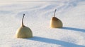 Wave snow as a result of blizzards in this snow lie two Chinese pears