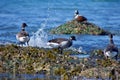 Wave splashes in front of three brant geese standing on the shore with a harlequin duck on a rock in background