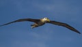 Waved Albatros in Flight