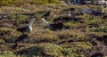 Waved Albatros Mating Dance