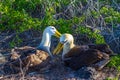 Waved Albatros Mating Dance