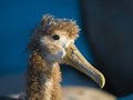 Waved Albatross Royalty Free Stock Photo