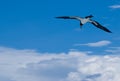 Waved Albatross Royalty Free Stock Photo