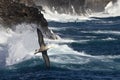 Waved Albatross - Espanola - Galapagos Islands Royalty Free Stock Photo