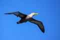 Waved albatross in flight on Espanola Island, Galapagos National park, Ecuador Royalty Free Stock Photo
