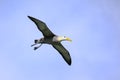 Waved albatross in flight on Espanola Island, Galapagos National park, Ecuador Royalty Free Stock Photo