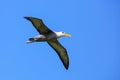 Waved albatross in flight on Espanola Island, Galapagos National park, Ecuador Royalty Free Stock Photo