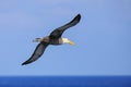 Waved albatross in flight on Espanola Island, Galapagos National park, Ecuador Royalty Free Stock Photo