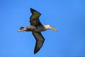 Waved albatross in flight on Espanola Island, Galapagos National park, Ecuador Royalty Free Stock Photo