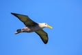 Waved albatross in flight on Espanola Island, Galapagos National park, Ecuador Royalty Free Stock Photo