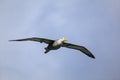 Waved albatross in flight on Espanola Island, Galapagos National park, Ecuador Royalty Free Stock Photo