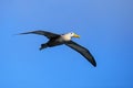 Waved albatross in flight on Espanola Island, Galapagos National park, Ecuador Royalty Free Stock Photo