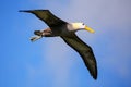 Waved albatross in flight on Espanola Island, Galapagos National Royalty Free Stock Photo