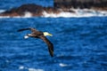 Waved albatross in flight on Espanola Island, Galapagos National Royalty Free Stock Photo