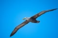 Waved albatross in flight at EspaÃÂ±ola, Gapalagos Royalty Free Stock Photo