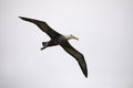 Waved Albatross in Flight Royalty Free Stock Photo