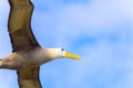 Waved albatross flying in Galapagos