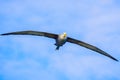 Waved albatross flying in Galapagos