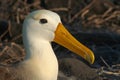 Waved albatross, Galapagos Islands Royalty Free Stock Photo