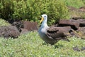 The Endangered Waved Albatross in Galapagos Royalty Free Stock Photo