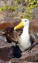 Waved Albatross Nesting on Espanola Island