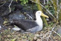 Waved albatross nesting near the forest