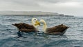 A Waved Albatross pair off the coast of EspaÃÂ±ola Island showing courtship behaviour Royalty Free Stock Photo