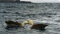 A Waved Albatross pair off the coast of EspaÃÂ±ola Island showing courtship behaviour Royalty Free Stock Photo