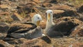 Waved albatross pair preening their feathers on isla espanola in the galapagos Royalty Free Stock Photo