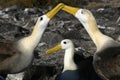 Waved Albatross (Phoebastria irrorata)