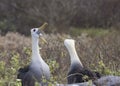 Waved Albatross courtship behavior, Galapagos Islands