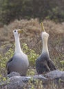 Waved Albatross courtship behavior, Galapagos Islands