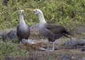 Waved Albatross courtship behavior, Galapagos Islands
