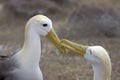 Waved Albatross courtship behavior, Galapagos Islands Royalty Free Stock Photo