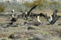 Waved albatross (Phoebastria irrorata)