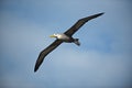 Waved albatross Phoebastria irrorata in flight Royalty Free Stock Photo