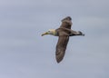 Waved Albatross in flight, Galapagos Islands Royalty Free Stock Photo