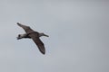 Waved Albatross, Phoebastria irrorata, in flight in the Galapagos Royalty Free Stock Photo