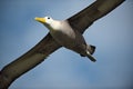 Waved albatross Phoebastria irrorata in flight Royalty Free Stock Photo