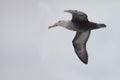 Waved Albatross  Phoebastria irrorata  flying in the Galapagos Royalty Free Stock Photo