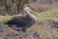 Waved Albatross, Galapagos Islands Royalty Free Stock Photo