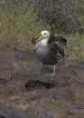 Waved Albatross, Galapagos Islands Royalty Free Stock Photo