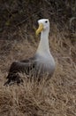 Waved Albatross (Phoebastria irrorata), Galapagos Islands Royalty Free Stock Photo