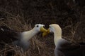 Waved Albatross (Phoebastria irrorata), Galapagos Islands Royalty Free Stock Photo