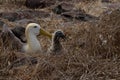 Waved Albatross (Phoebastria irrorata), Galapagos Islands Royalty Free Stock Photo