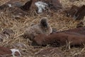 Waved Albatross (Phoebastria irrorata), Galapagos Islands Royalty Free Stock Photo