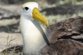 Waved albatross (Phoebastria irrorata) Royalty Free Stock Photo